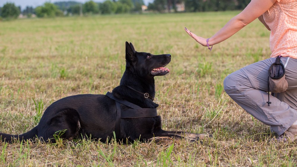 Hachiko Köpek Eğitim Kulübü