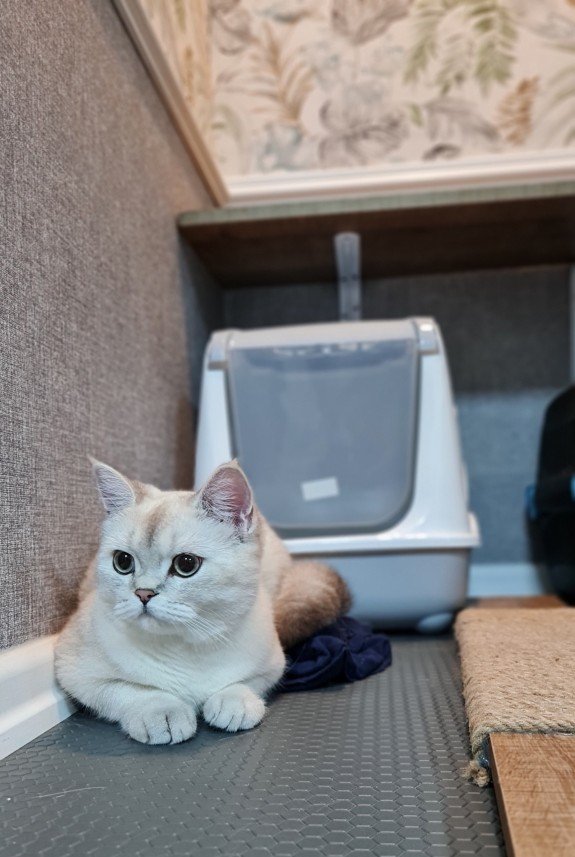 Hepsipatime Cats Hotel