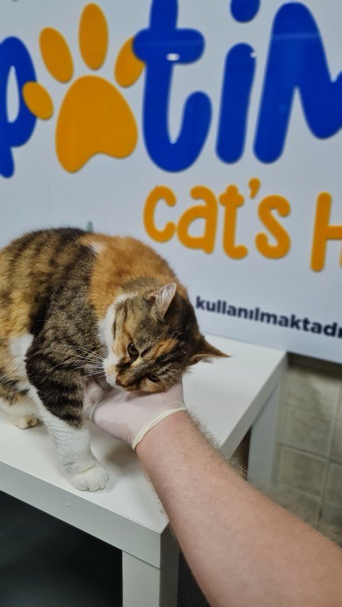 Hepsipatime Cats Hotel