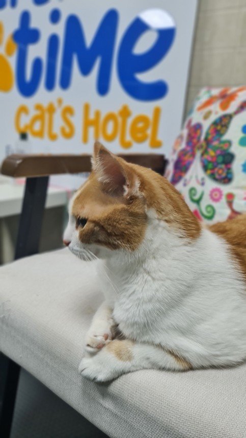 Hepsipatime Cats Hotel