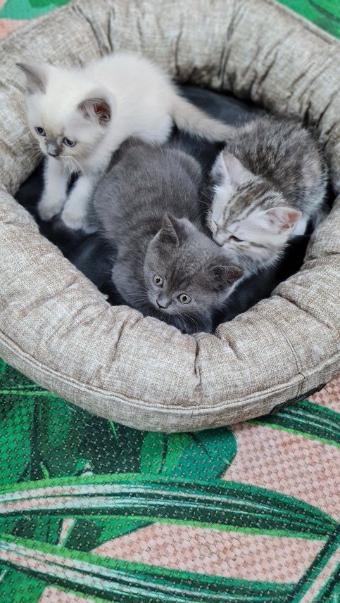 Hepsipatime Cats Hotel