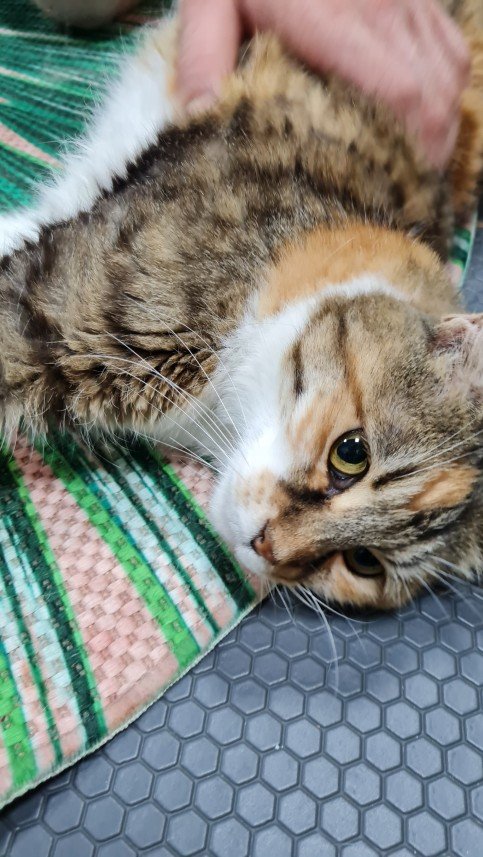 Hepsipatime Cats Hotel