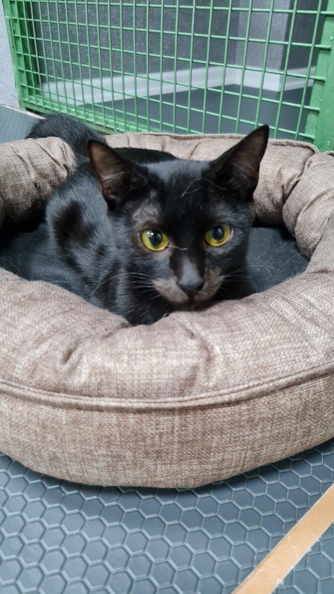 Hepsipatime Cats Hotel