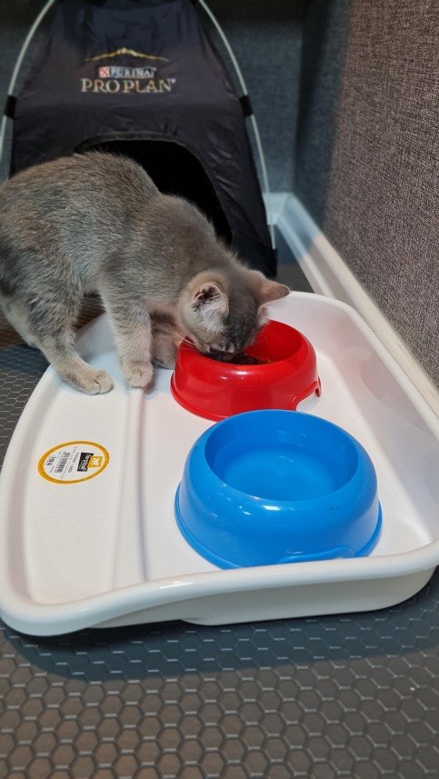 Hepsipatime Cats Hotel