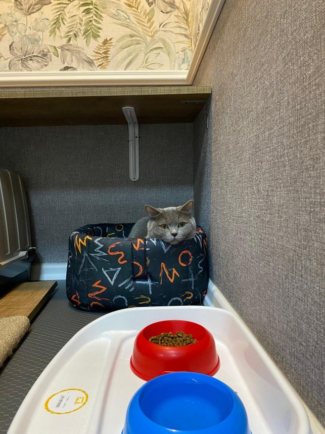 Hepsipatime Cats Hotel