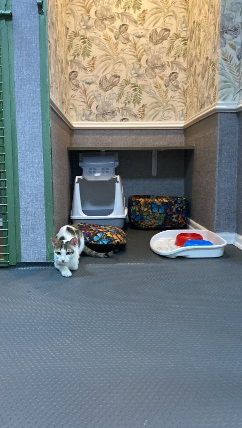 Hepsipatime Cats Hotel