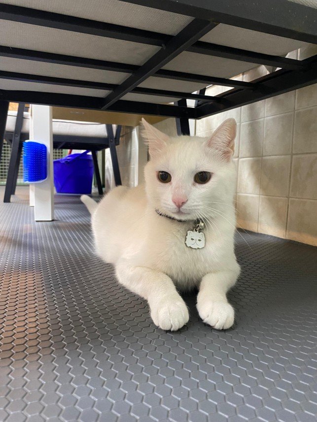 Hepsipatime Cats Hotel