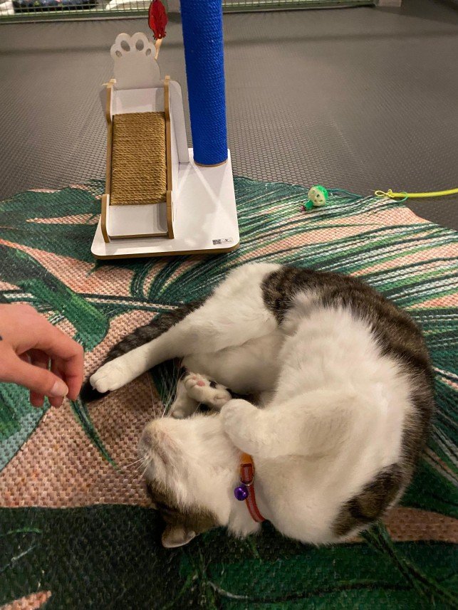 Hepsipatime Cats Hotel