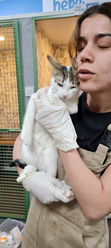 Hepsipatime Cats Hotel