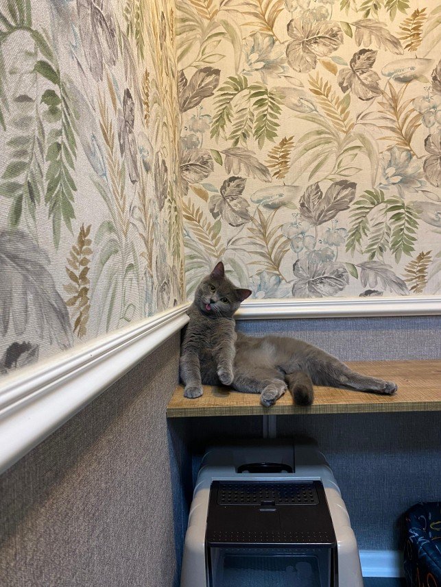 Hepsipatime Cats Hotel