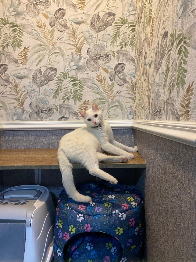 Hepsipatime Cats Hotel