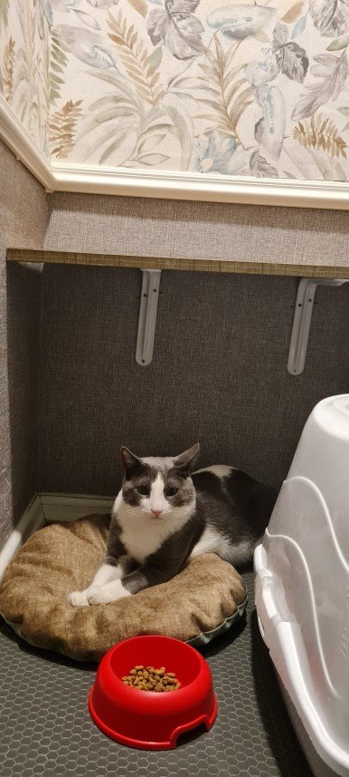 Hepsipatime Cats Hotel