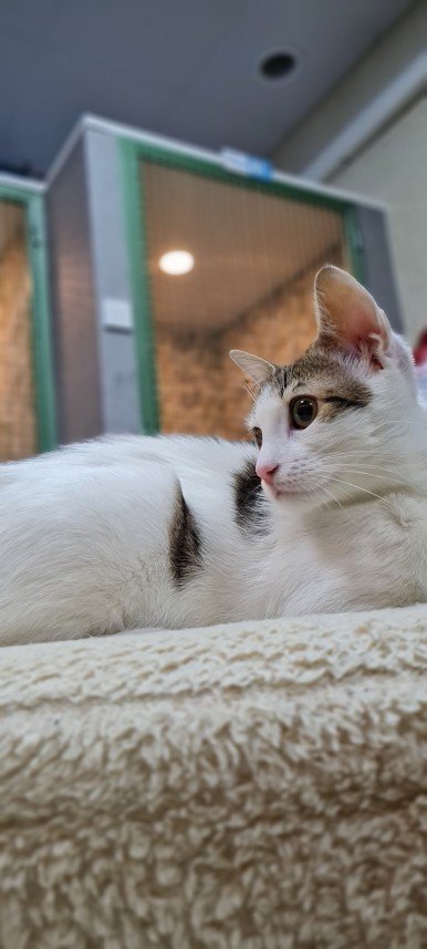 Hepsipatime Cats Hotel