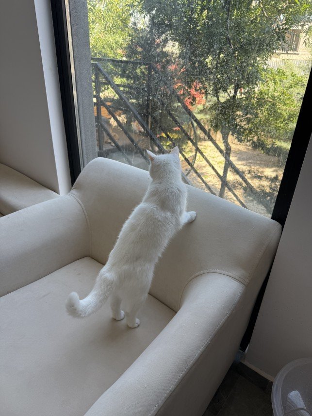 İbrahim can Türeoğlu