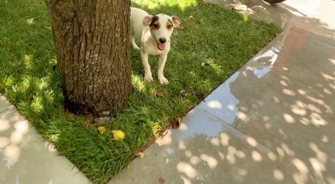 Murphy Köpek Eğitimi