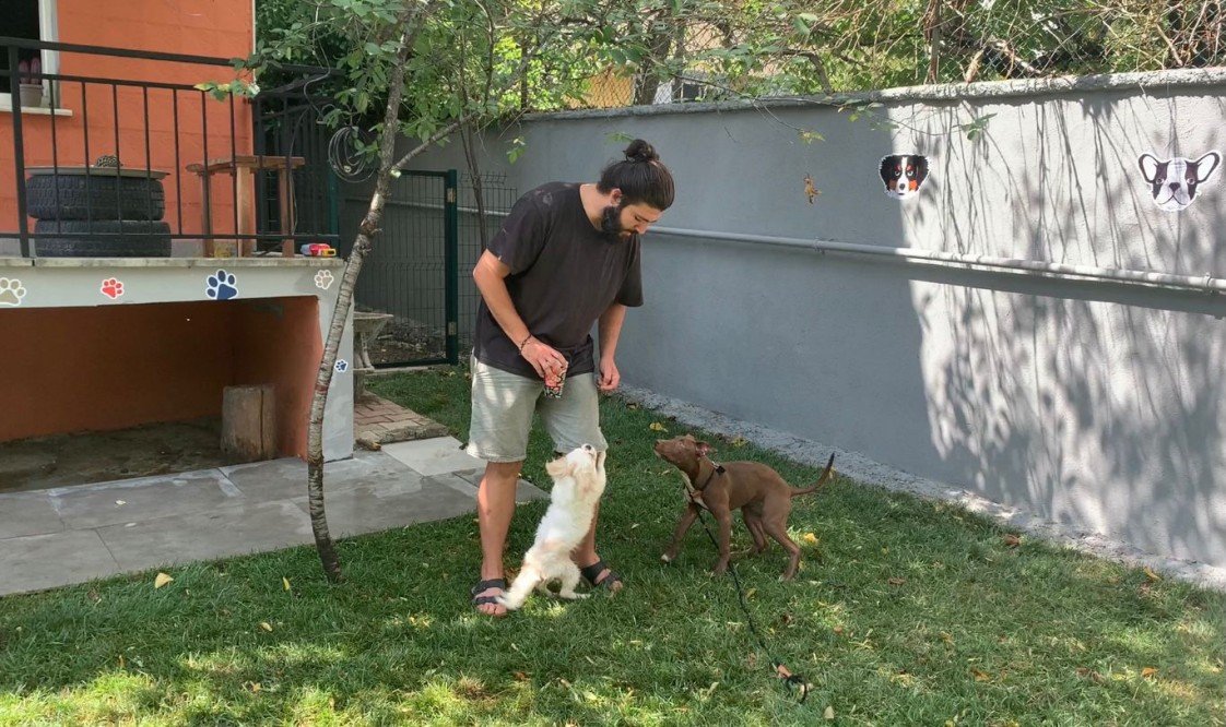 Murphy Köpek Eğitimi