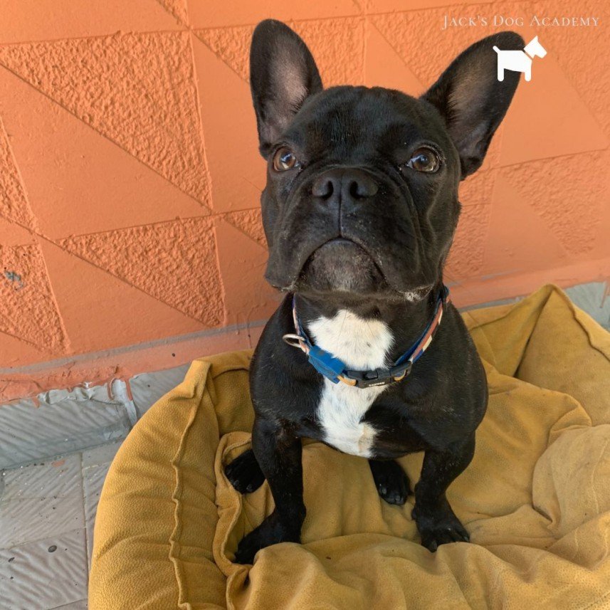 Murphy Köpek Eğitimi