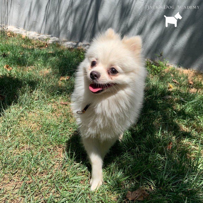 Murphy Köpek Eğitimi