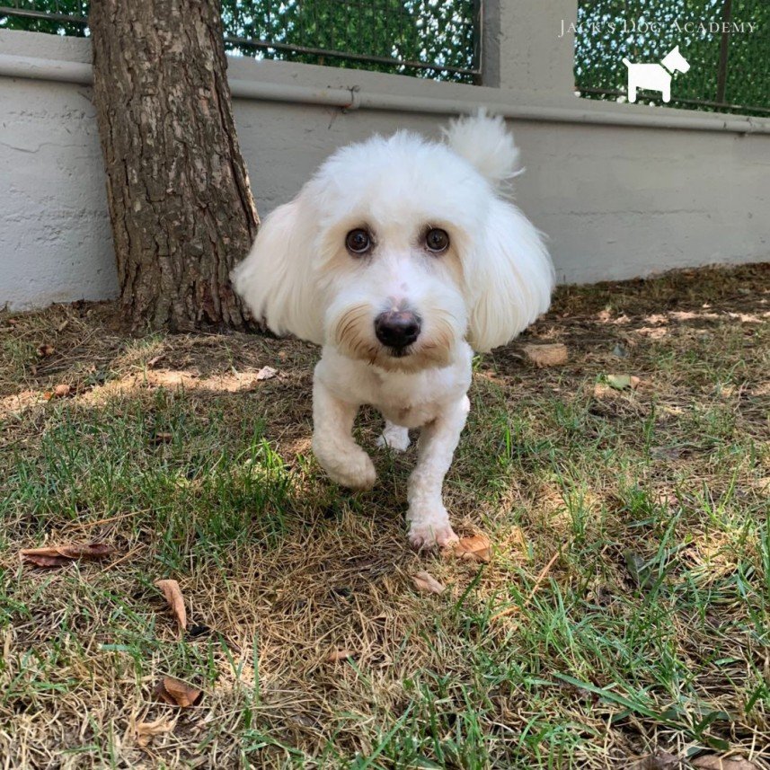 Murphy Köpek Eğitimi