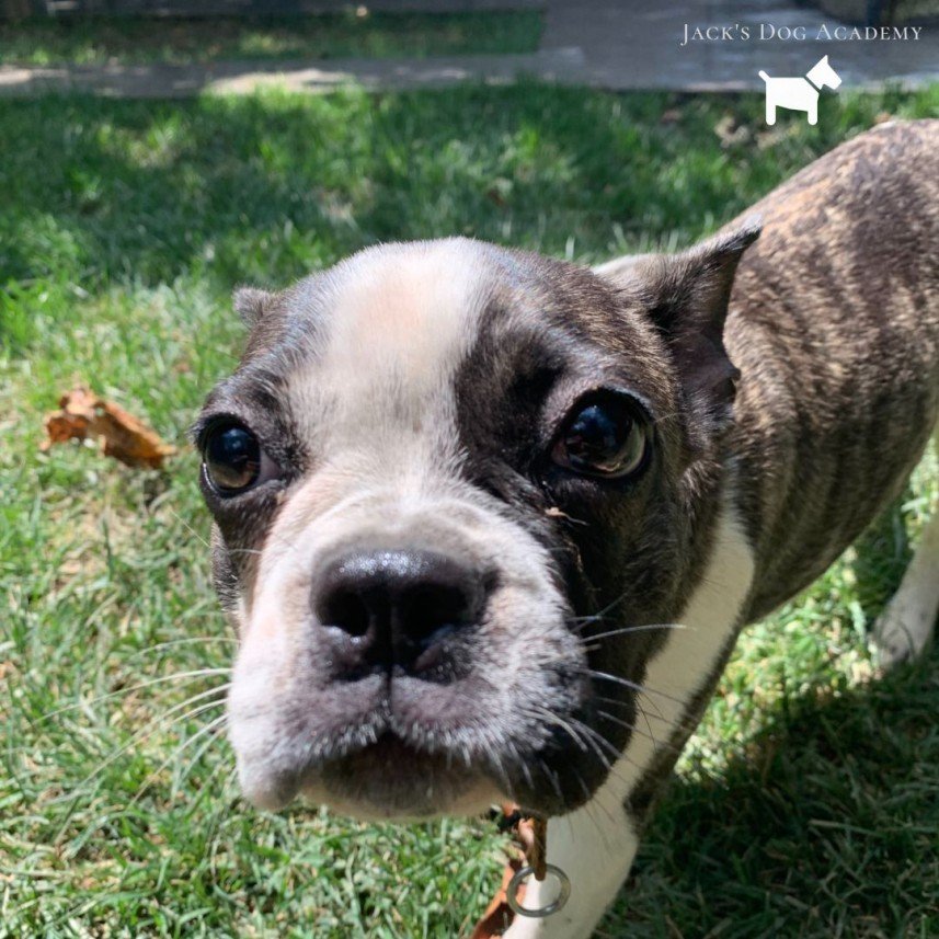 Murphy Köpek Eğitimi