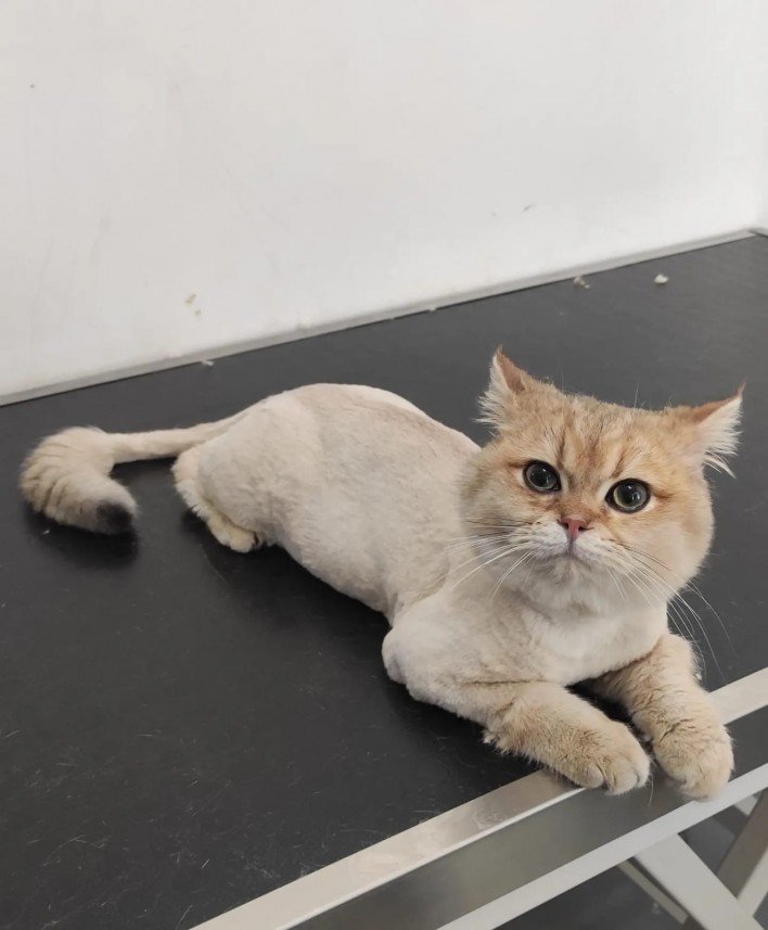 Kabarcık Patiler Pet Kuaförü 