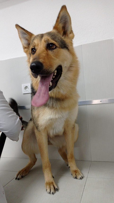 Kabarcık Patiler Pet Kuaförü 