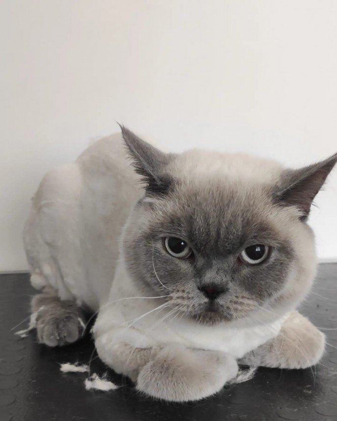 Kabarcık Patiler Pet Kuaförü 