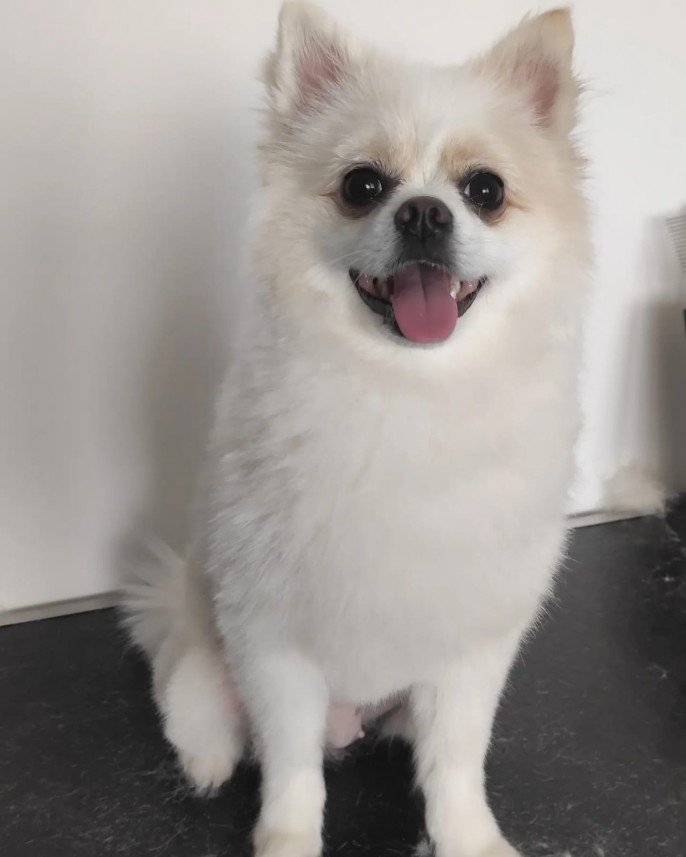 Kabarcık Patiler Pet Kuaförü 