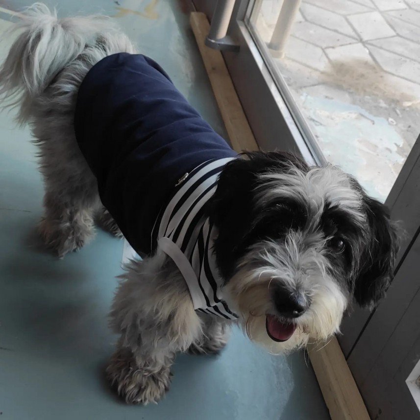 Kabarcık Patiler Pet Kuaförü 