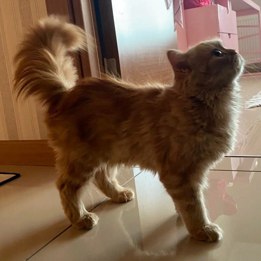 Kabarcık Patiler Pet Kuaförü 