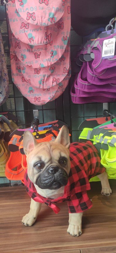 Kabarcık Patiler Pet Kuaförü 