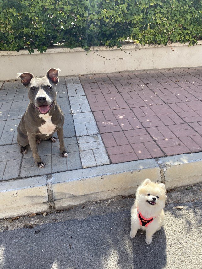 Kartal Samet Pişirgen