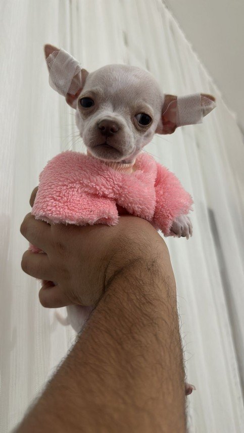 Kartal Samet Pişirgen