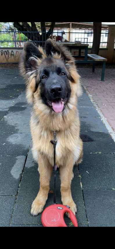 Kartal Samet Pişirgen