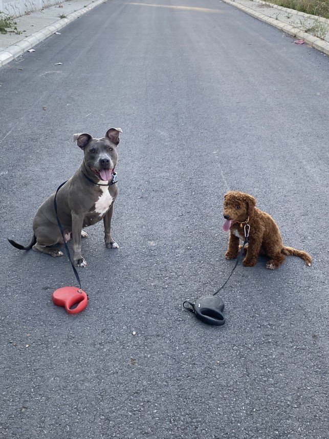 Kartal Samet Pişirgen