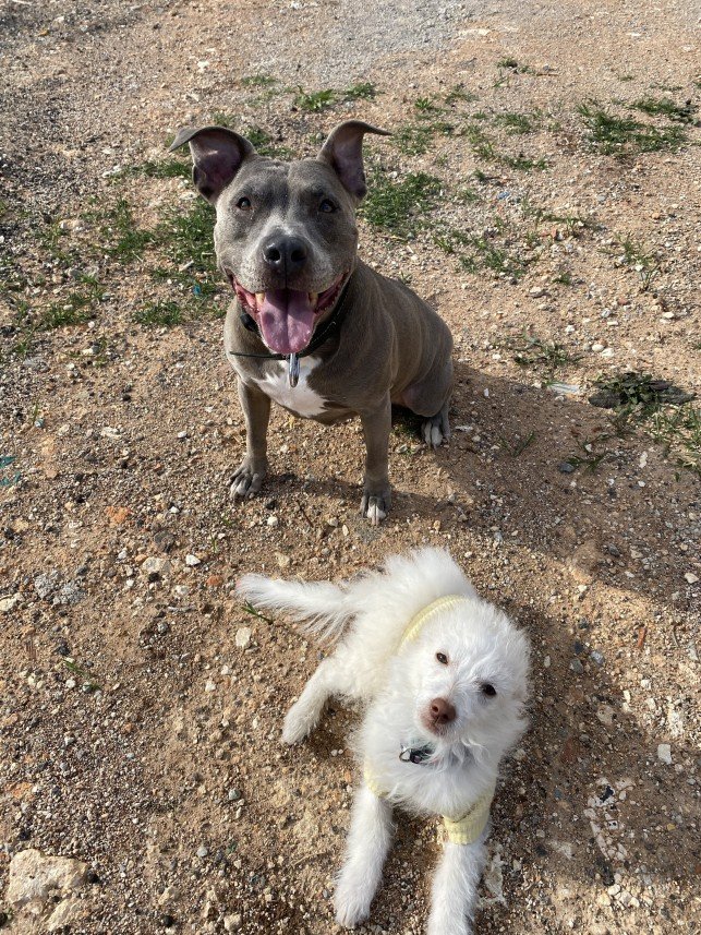 Kartal Samet Pişirgen