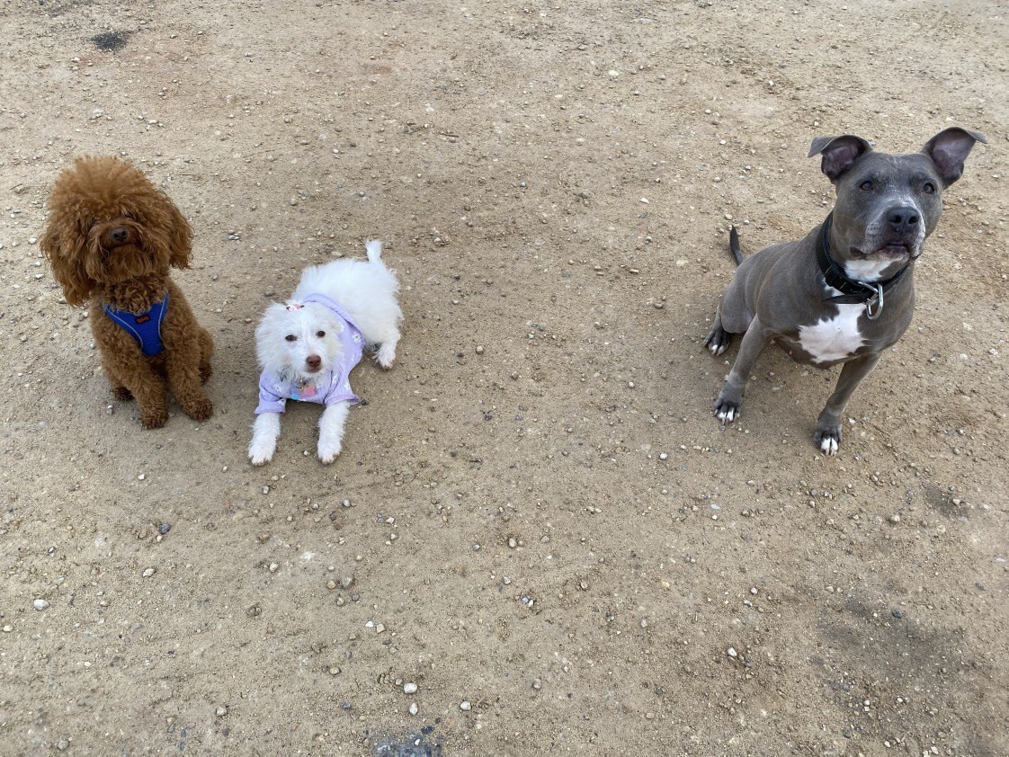 Kartal Samet Pişirgen