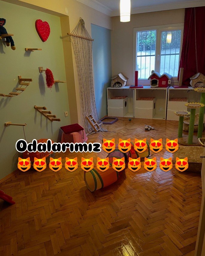 Kedi Pansiyon 35