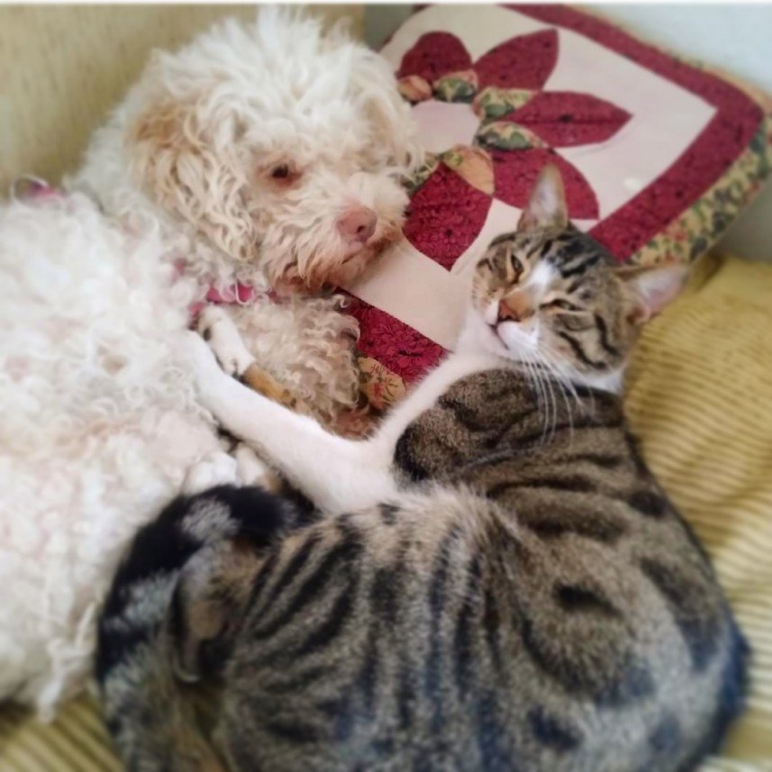 Kırpık Pet Pansiyon