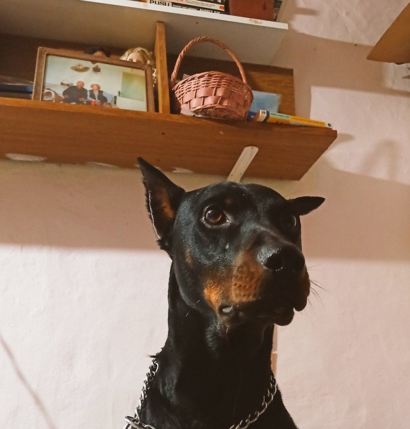 Kırpık Pet Pansiyon