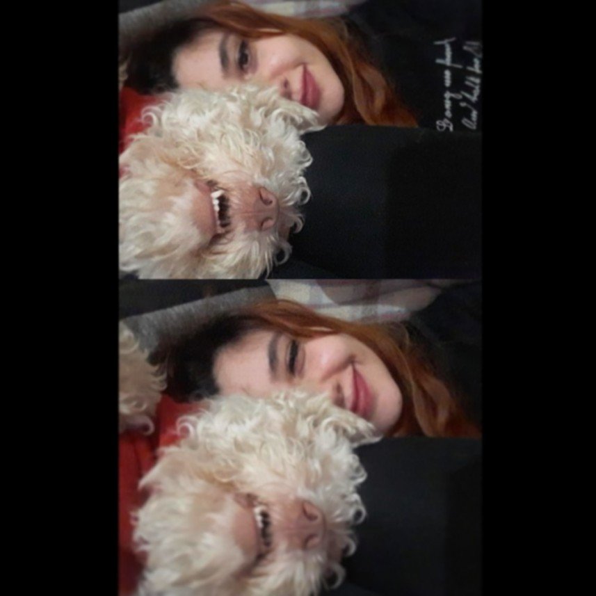 Kırpık Pet Pansiyon