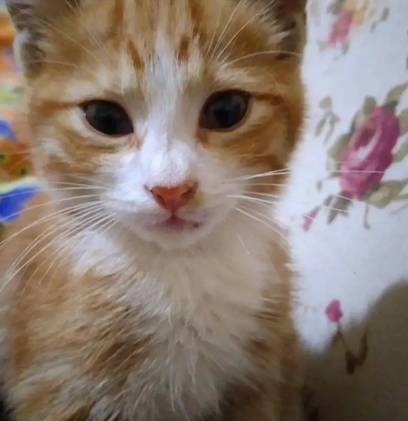 Kırpık Pet Pansiyon