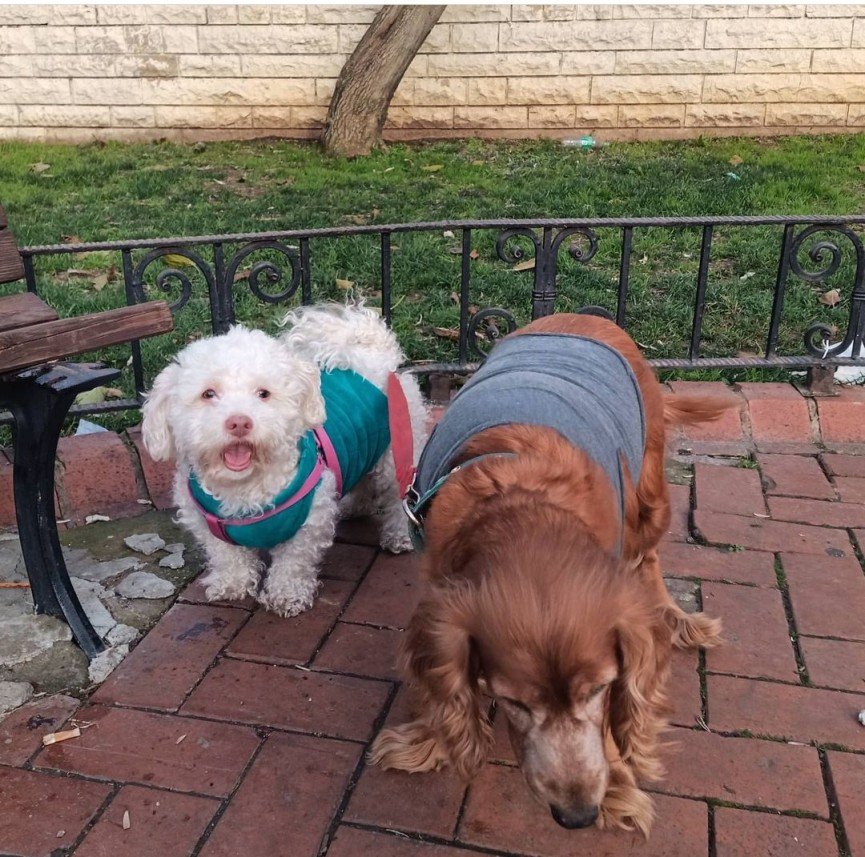 Kırpık Pet Pansiyon