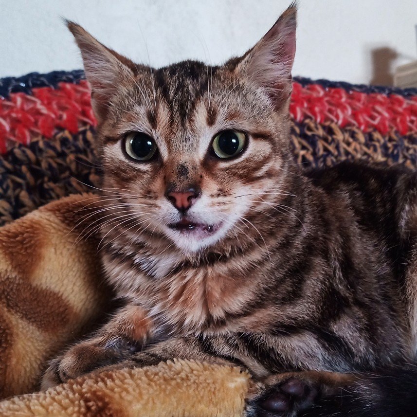 Kırpık Pet Pansiyon