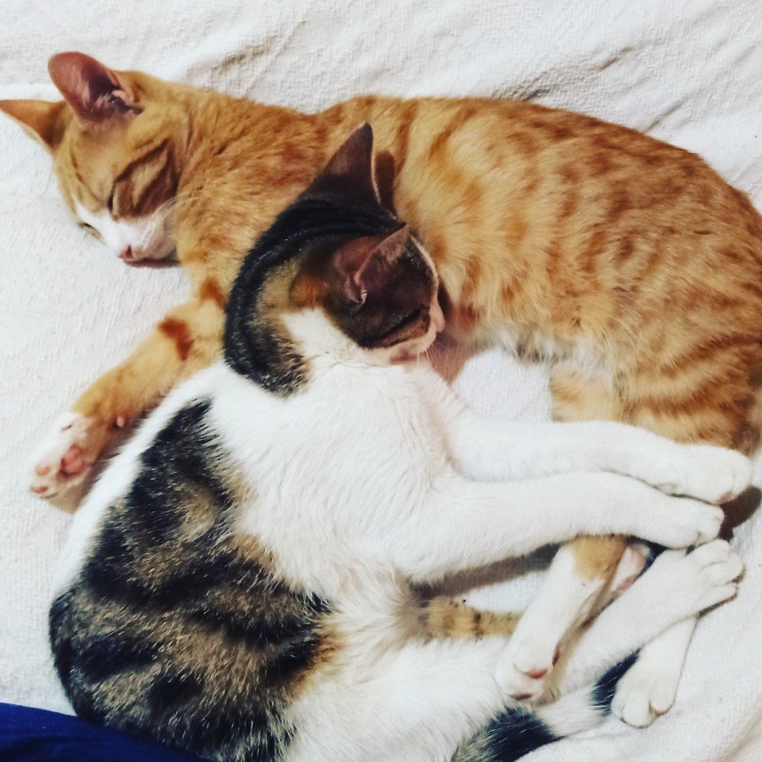 Kırpık Pet Pansiyon