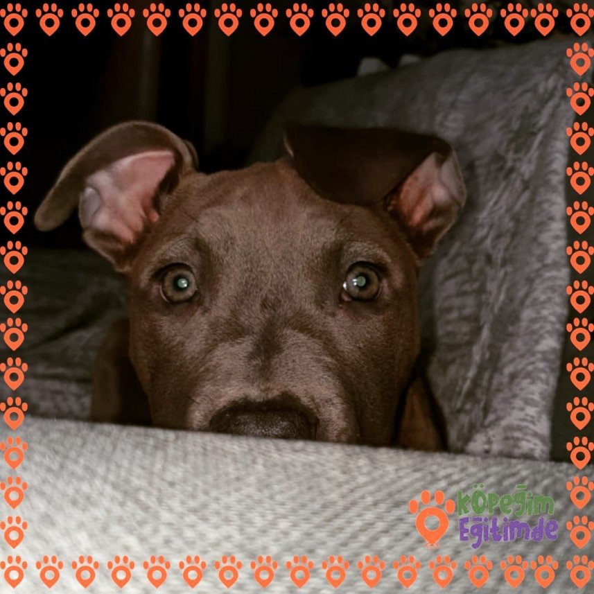 Köpeğim Eğitimde