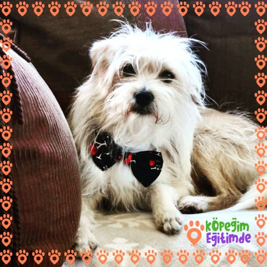Köpeğim Eğitimde