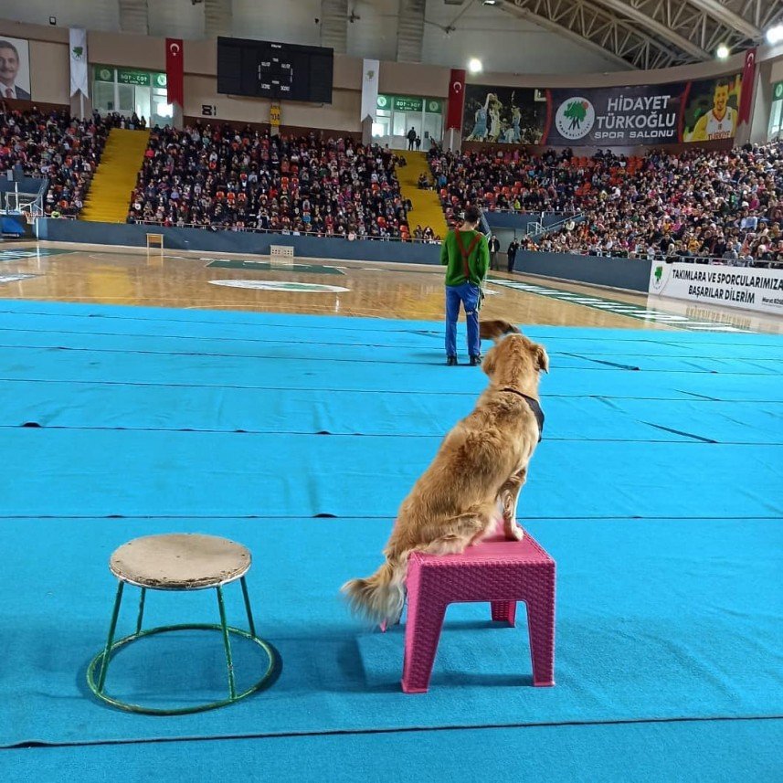 Köpek Bahçesi