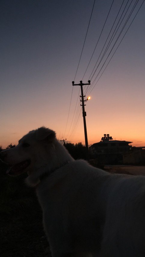 Koray Göktuğ  Tümer