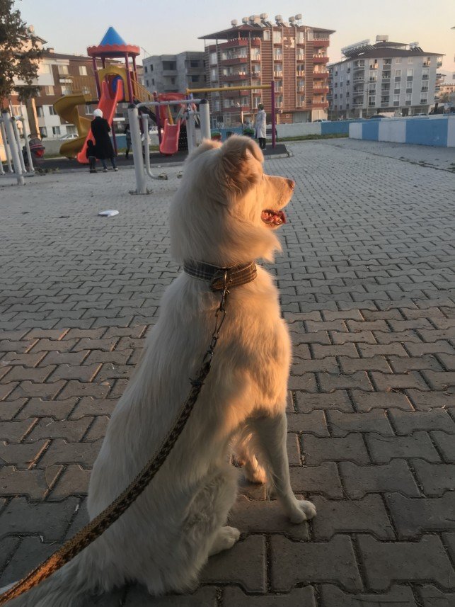 Koray Göktuğ  Tümer